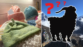 Möt fluffiga djuret bakom exklusiva ullen – bor på ö i Gnesta
