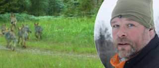 Vargarna ökar starkt i Sörmland: "Har förökat sig enormt mycket"