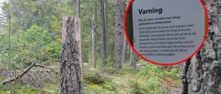 Varning för fallande träd över motionsspår