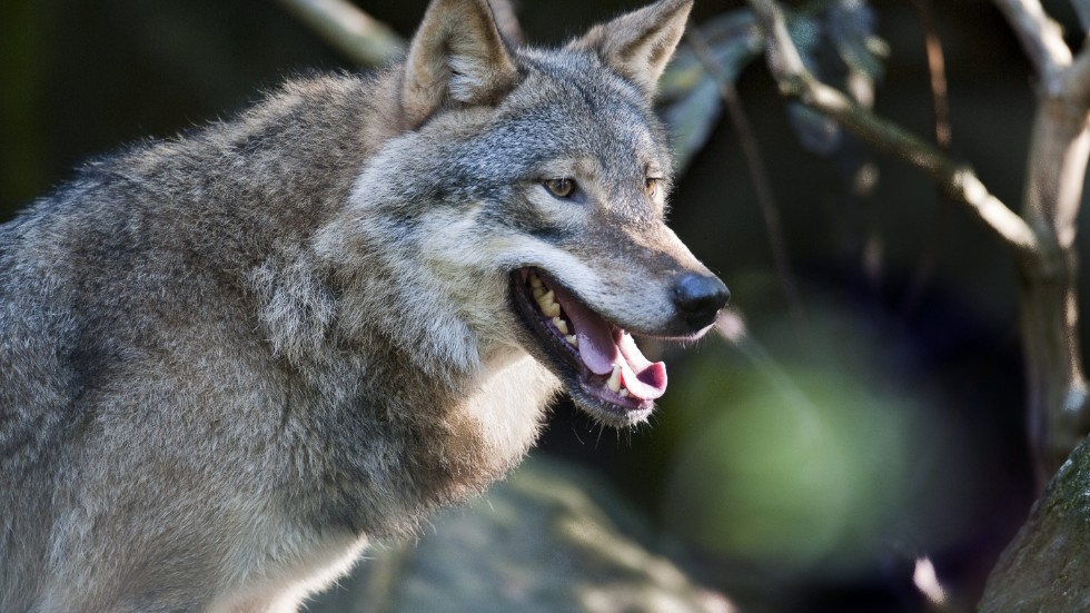 Via DNA vet vi exakt vilket djur som är skadegöraren, hannen i reviret Fågelmossen, skriver insändarskribenten. 