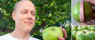 Megastort äpple växte till sig hos Johan i Borensberg