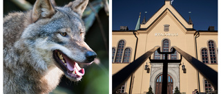 Kritiserade vargbeslutet i Linköping kan rivas upp
