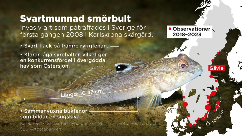 Här har den svartmunnade smörbulten observerats i Sverige under 2018–2023.