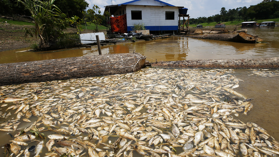 Tusentals döda fiskar i en annan sjö, Piranha, i Manacapuru i Amazonas i slutet av september.