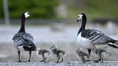 Störande gäss hotar Kastrups flygplats