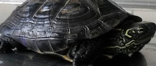 Övergiven sköldpadda hittades i Linköping