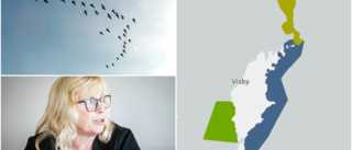 Vill se hela Gotlands östkust som fågelskyddsområde – nu kritiseras förslaget • "Ser på det med stor oro"