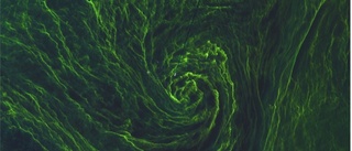 Forskare vill ha dina algspaningar