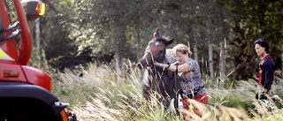 Häst fastnade i gyttjedike – drogs upp: "Veterinär ska titta på henne"