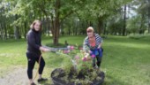 Blommor och plantor stjäls från begravningsplatsen: "Blir riktigt ledsen"