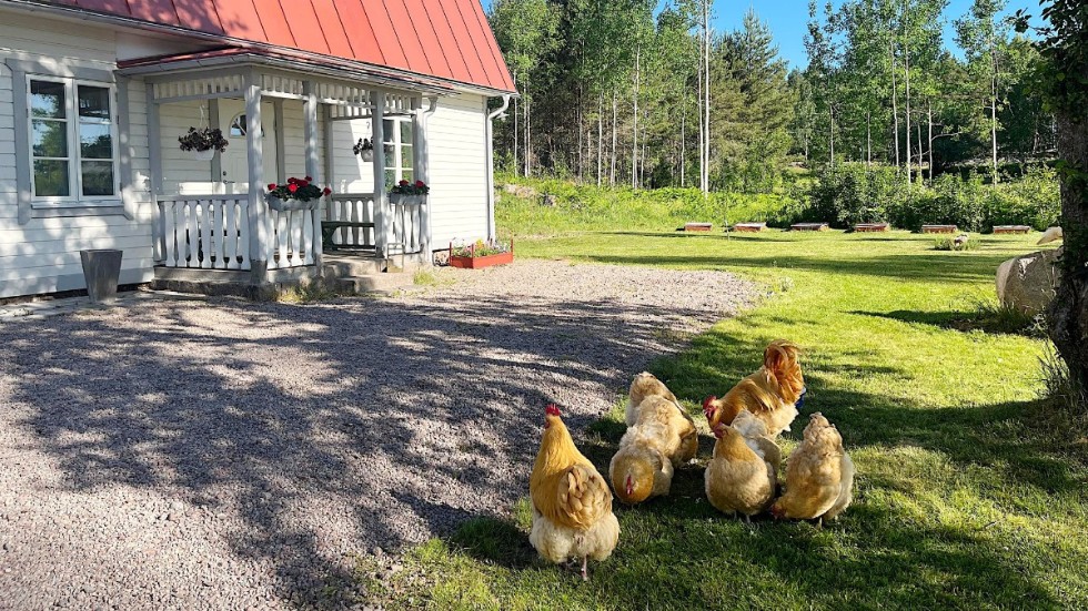 Stora, fluffiga och efterlängtade. I våras flyttade äntligen Orpingtonhönsen hem till Sofie Olsson. Men vem är det som norpar deras ägg direkt ur hönshuset?