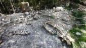 Makabert fynd av djurkadaver i skogen