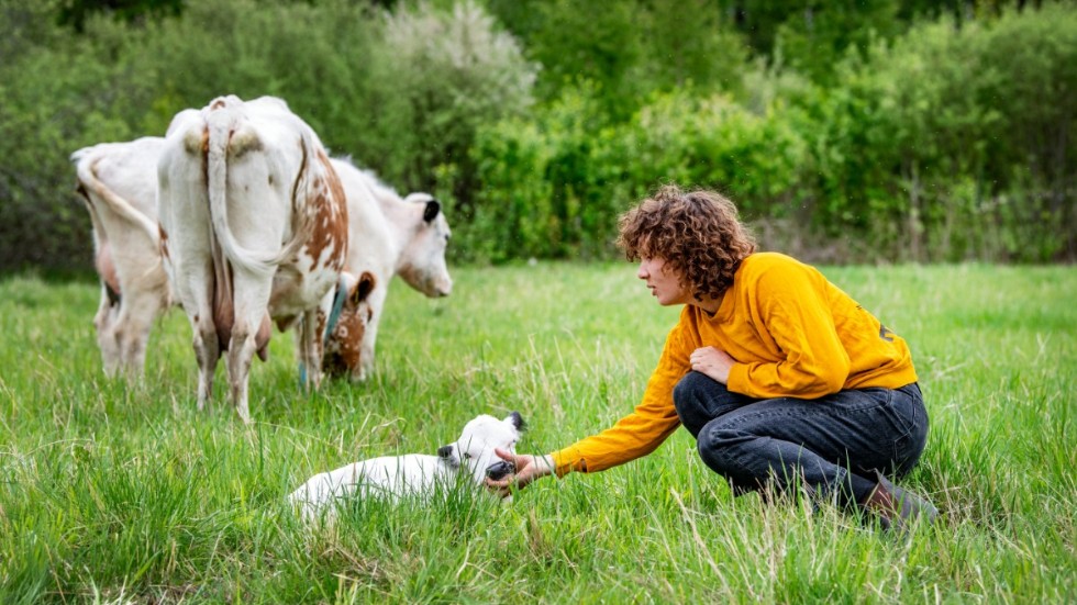 Amanda Bergman klappar en några dagar gammal kalv på gården utanför Avesta.