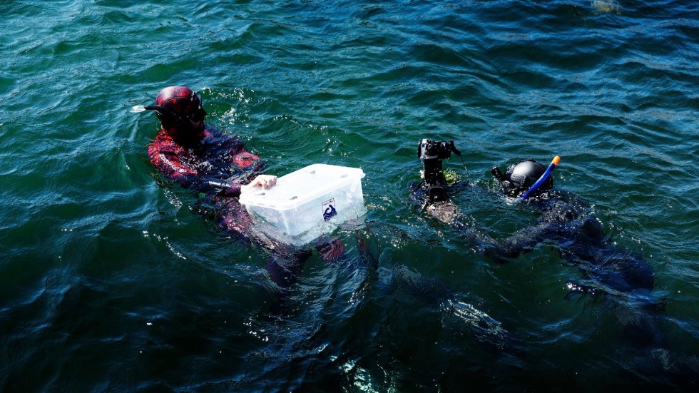 Marinbiologen Martin Stjernstedt bogserar ur några hajar i en plastlåda för att släppa dem på ett lämpligt ställe. Akvarieteknikern Elias Neuman assisterar. Många åskådare följde hajsläppet från kajen.