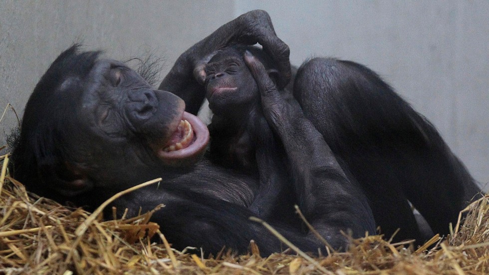 Likt bonoboaporna borde vi människor ta till oss förmågan att ge och få omsorg av människor i vår omgivning, tycker krönikören som dessutom menar att den avstressande sommartiden är en utmärkt tidpunkt att öva på detta.