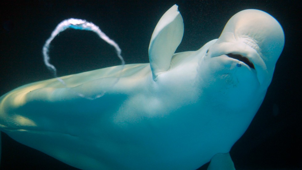 Vitval, eller beluga, lever i arktiska vatten. Detta exemplar fotades dock vid ett akvarium i japanska Kamogawa. Arkivbild.