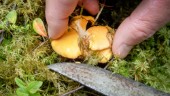 Mer regn kan rädda svampsäsongen