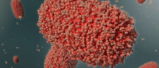 Apkoppor blir mpox även i Sverige
