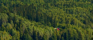 EU behöver backa kring skogsfrågorna