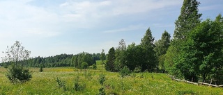 Naturen i Rosfors ska återställas: "Marken har använts för naturbete och den ska nu återvända till det"