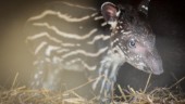Ny tapirbebis i Parken Zoo