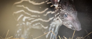 Ny tapirbebis i Parken Zoo