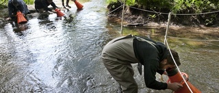 Hotad mussla offer för rensning i Kilaån – nu är polisen inkopplad