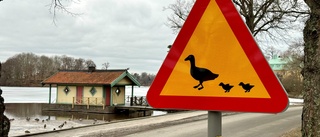 Nya skyltar ska ge ökad trygghet i trafiken för änder på promenad