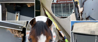 Travhästens skräckfärd – på väg till tävling på Sundbyholm