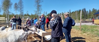 Närkontakt med älgar på Cape Wild