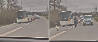 Här stoppar svanen trafiken i Linköping – polisen fick ingripa