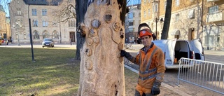 Gammalt träd blir skulptur i centrala Linköping