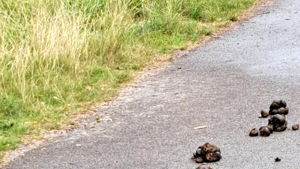 Hästskit på cykel- och gångbanan vid Gränsövägen.