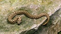 Stor orm hittades i centrala Katrineholm – fick hjälp av expert