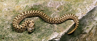 Stor orm hittades i centrala Katrineholm – fick hjälp av expert
