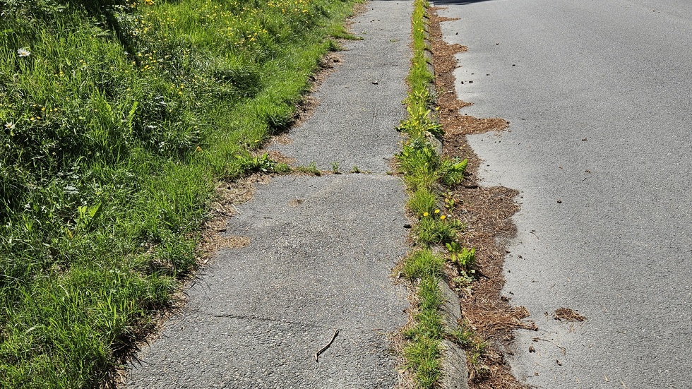 Vildvuxet. Trottoarer i Bureå 2024.