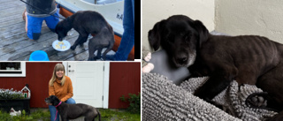 Utmärglad hund hittad under brygga – utan mat i minst två veckor