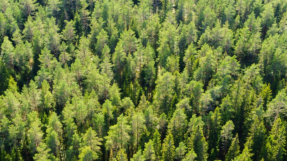 Södras uppdrag är att se till helheten och balansera skogens olika roller, skriver debattörerna som svar i en tidigare debatt.