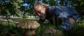 Sällsynt svamp hittad vid Fyrisån ✓  Finns på 3 platser i Sverige
