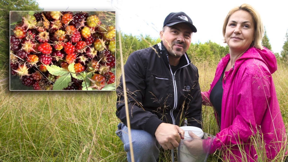 Åkerbär får Vemiras hjärta att bulta: 