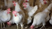 Släp med kycklingar välte – alla avlivas