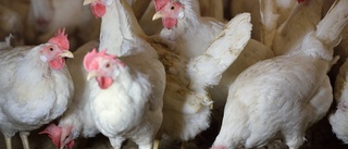 Släp med kycklingar välte – alla avlivas