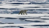 Forskarlarm: Isbjörnar kan vara borta år 2100