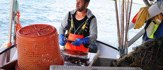 Gotländska fiskefartyg draggar efter spökgarn