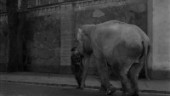 Maj-Britt har svaret – om elefantbilden: "De sprang för livet med snablarna i luften"