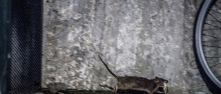 Råttornas paradis – Norr i Katrineholm