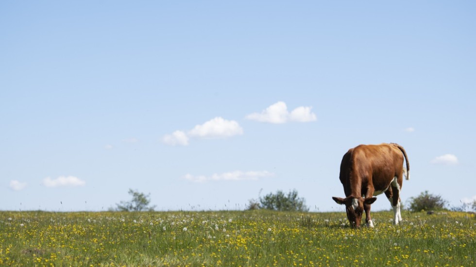 
När det gäller miljöfrågan så är inte det vår väg framåt att skylla miljöproblemen på kossorna eller att vi människor flyger eller äter kött, skriver Anna Nilsson.
