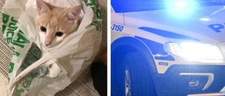 Gick hem med kompisens katt och X-box - polisanmäls