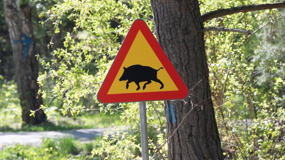Insändarskribenten vill att Eskilstuna lär av andra kommuner gällande bekämpandet av vildsvin.


