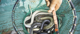 Smugglare döms – greps med 100 kilo ål